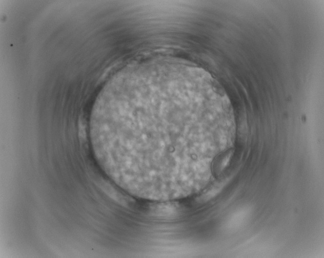 X0000077360282200611171931