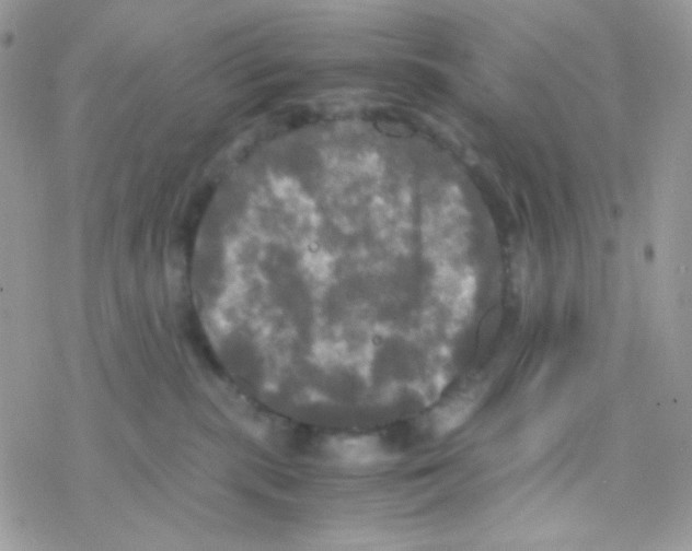 X0000077360283200611171931