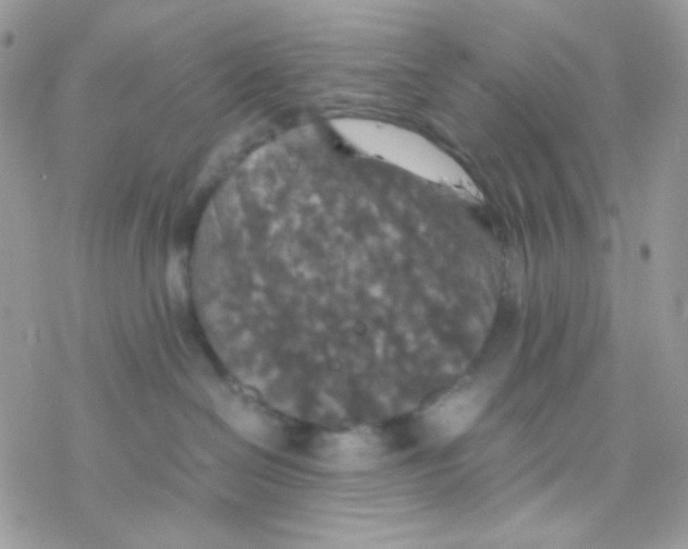 X0000077360286200611171931