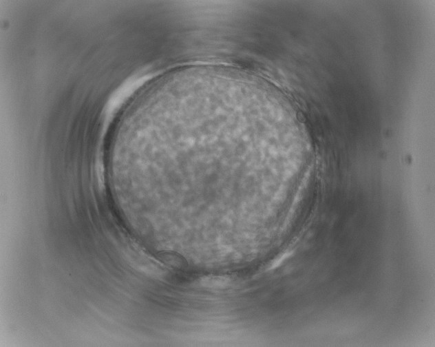 X0000077360294200611171930