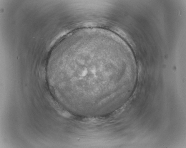 X0000077360297200611171930