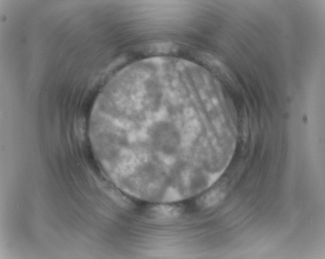 X0000077360326200611171929