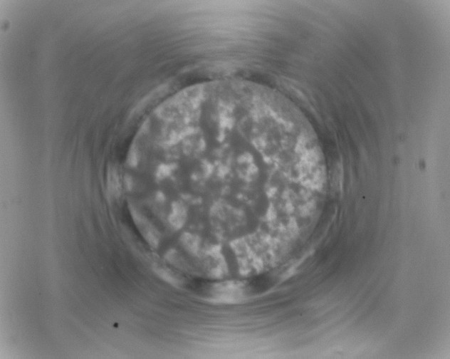 X0000077360335200611171929