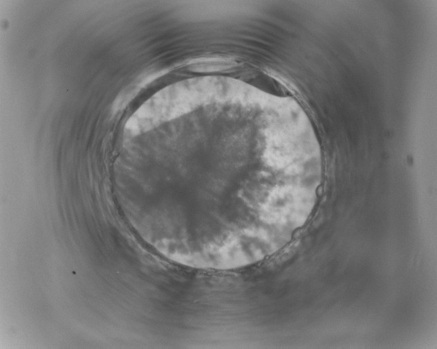 X0000077360337200611171929