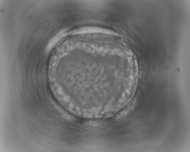 X0000077360341200611171929