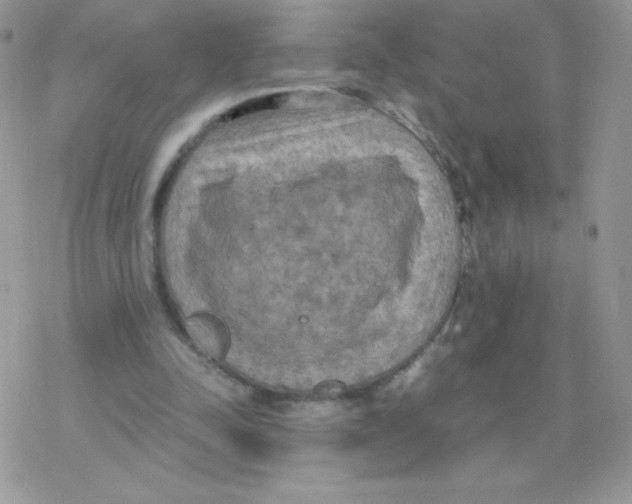 X0000077360342200611171929