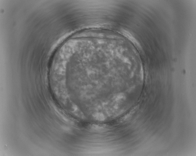 X0000077360346200611171929