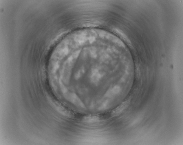 X0000077360354200611171929