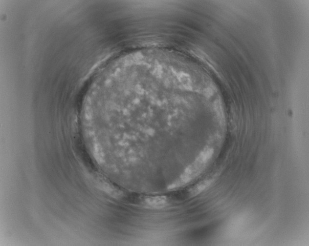 X0000077360355200611171929