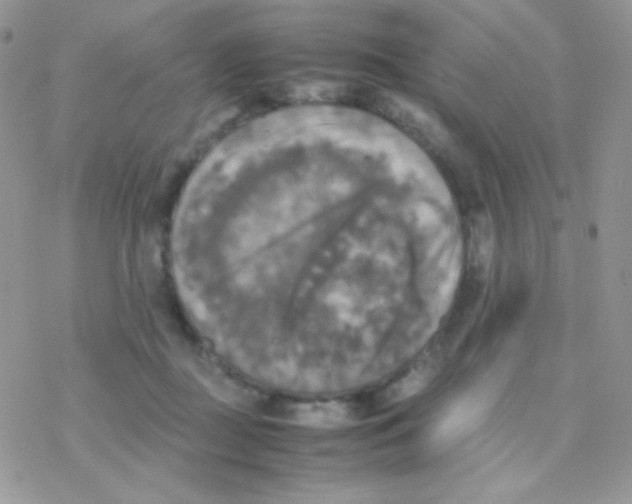 X0000077360363200611171929