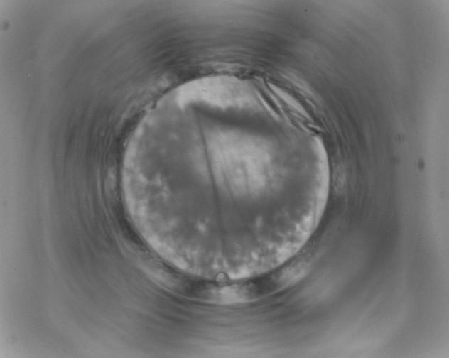 X0000077360365200611171929