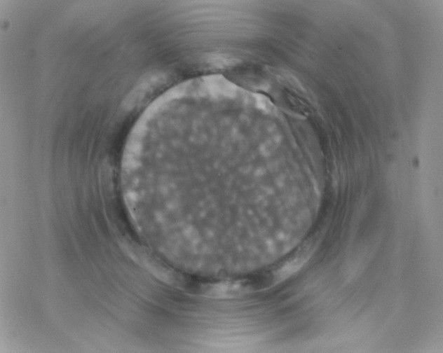 X0000077360366200611171929