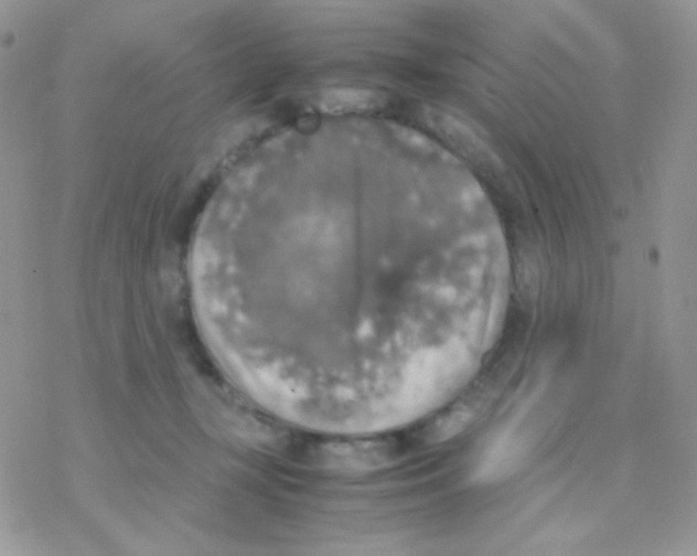 X0000077360367200611171929