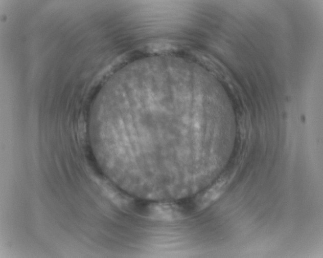 X0000077360372200611171929