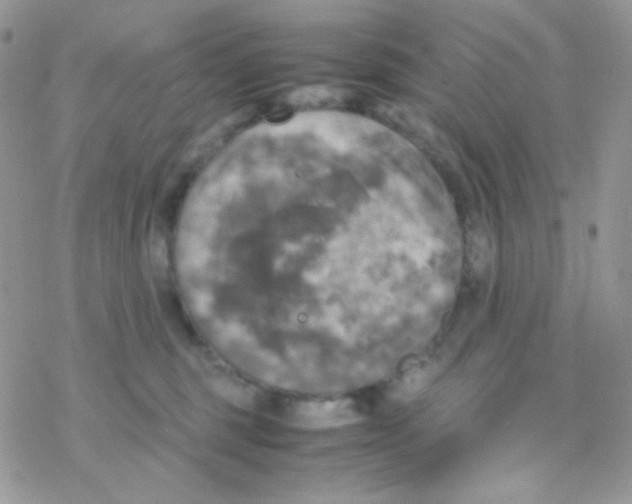 X0000077360375200611171929