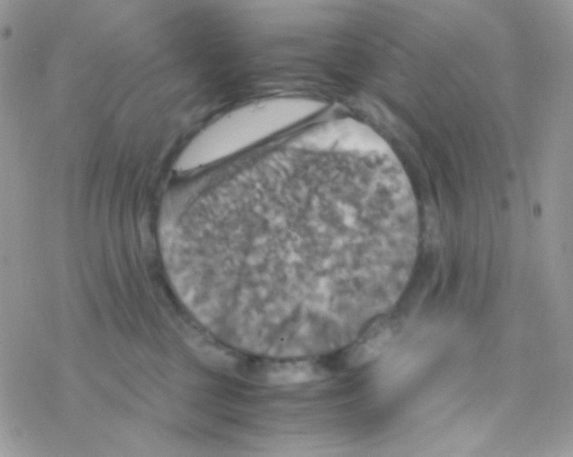 X0000077360377200611171929