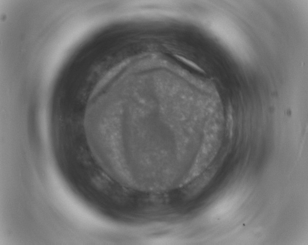 X0000077360383200611171929