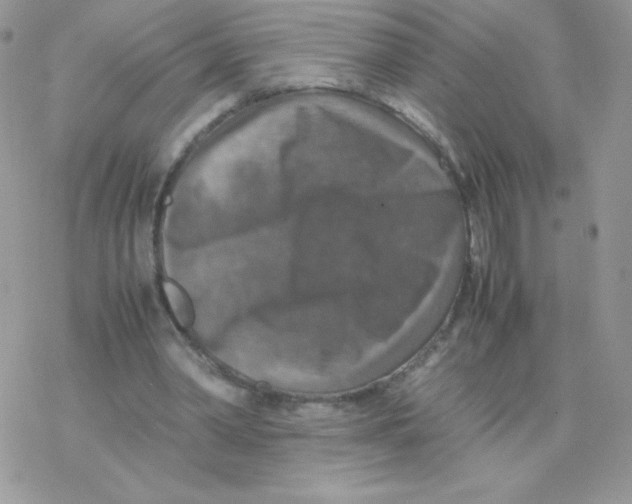 X0000077360390200611171928