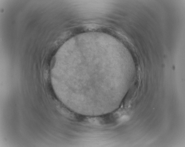 X0000077360417200611171928