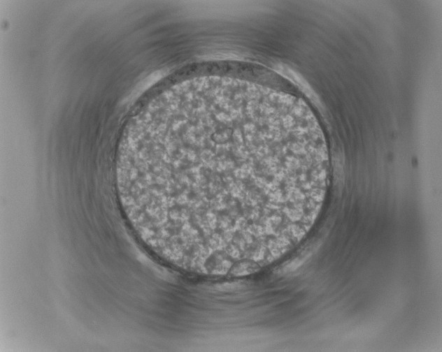 X0000077360433200611171927