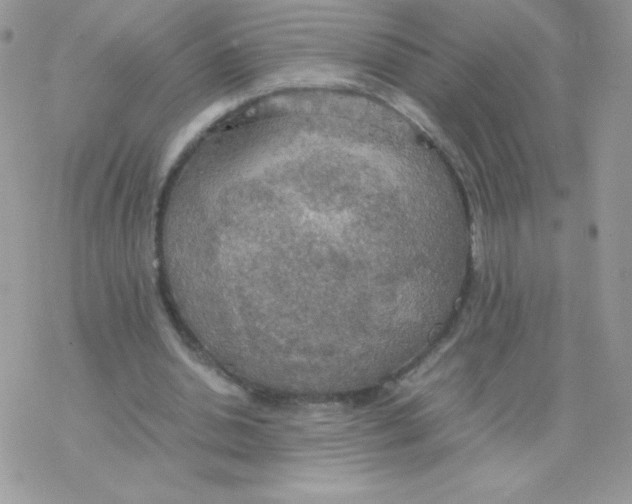 X0000077360438200611171927