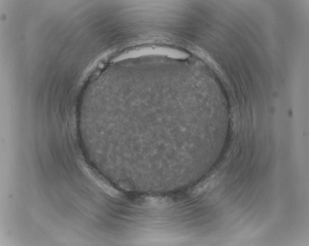 X0000077360442200611171927