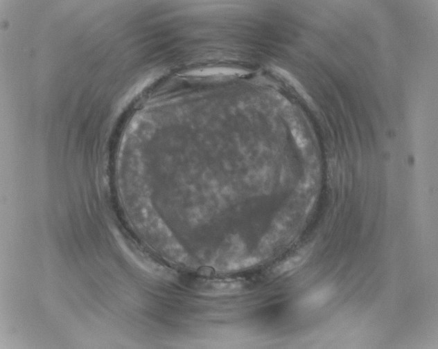 X0000077360443200611171927