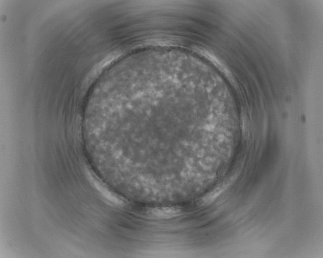 X0000077360445200611171927