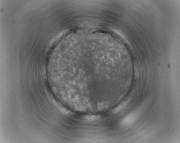 X0000077360453200611171927