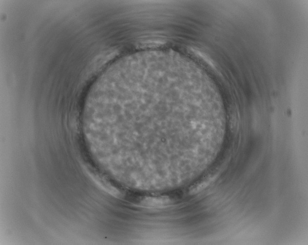 X0000077360455200611171927