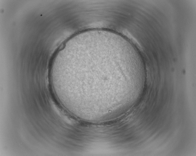 X0000077360486200611171927