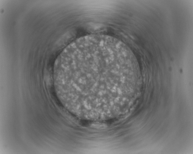 X0000077360515200611171926