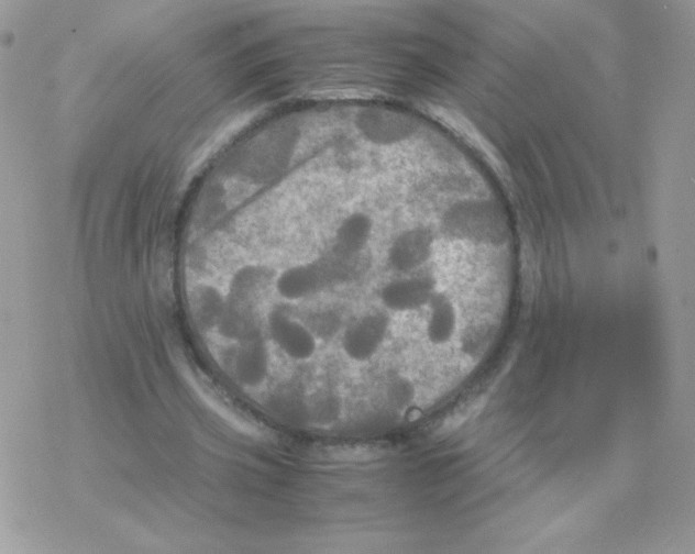 X0000077360533200611171925