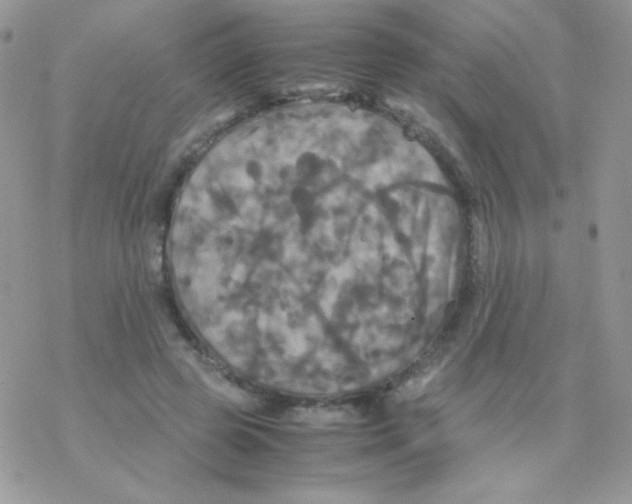 X0000077360545200611171926