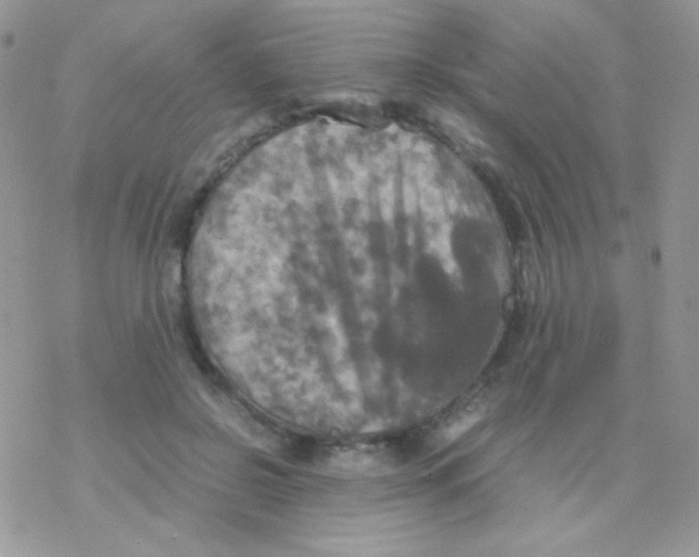 X0000077360550200611171926