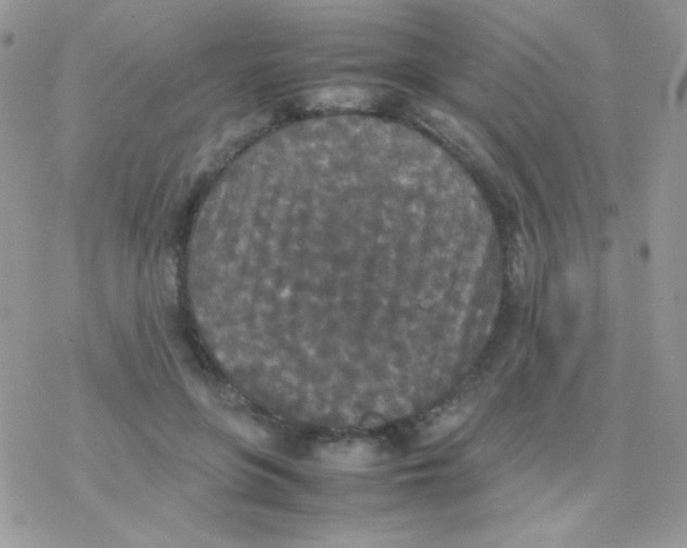 X0000077360551200611171926