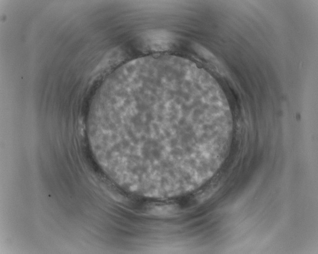 X0000077360555200611171926