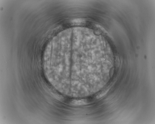 X0000077360557200611171926