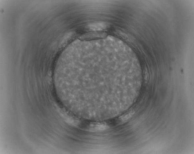 X0000077360559200611171926