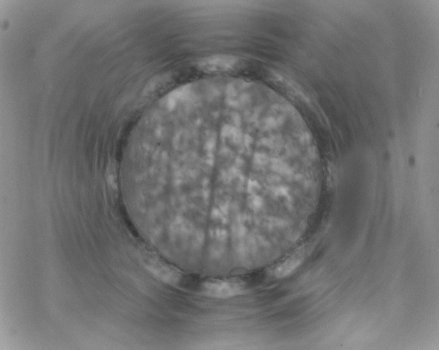 X0000077360561200611171926