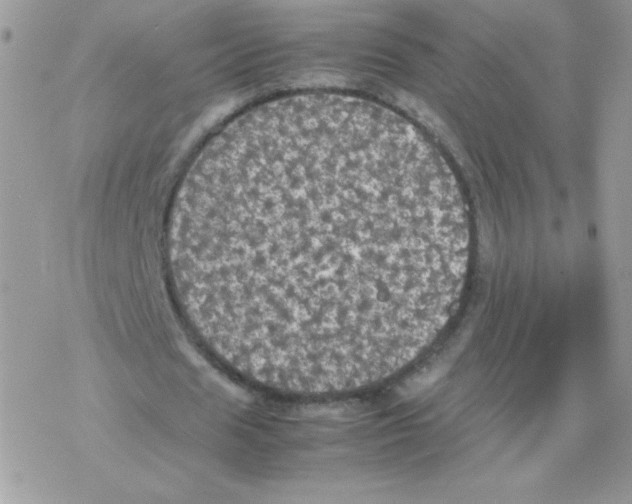 X0000077360625200611171924