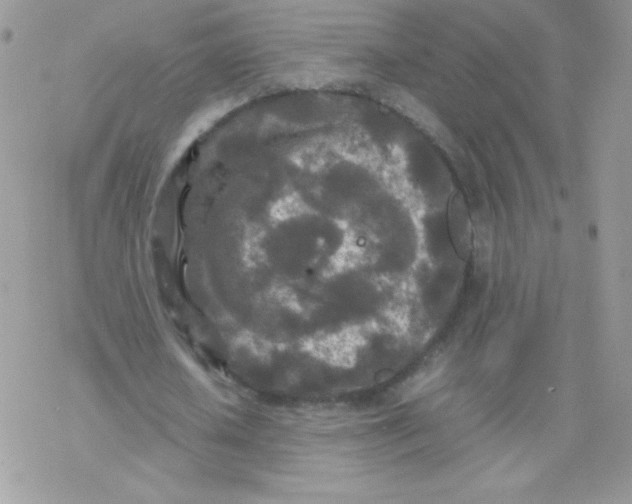 X0000077360626200611171924