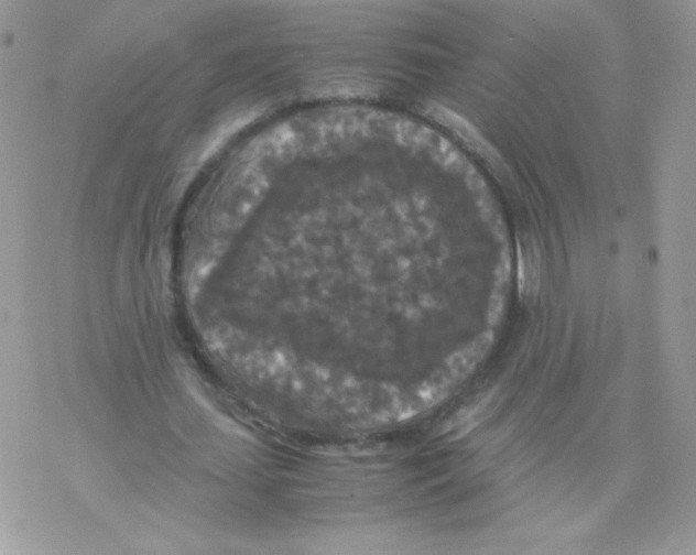 X0000077360627200611171924