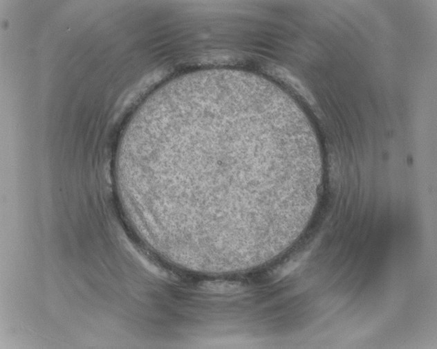 X0000077360633200611171924