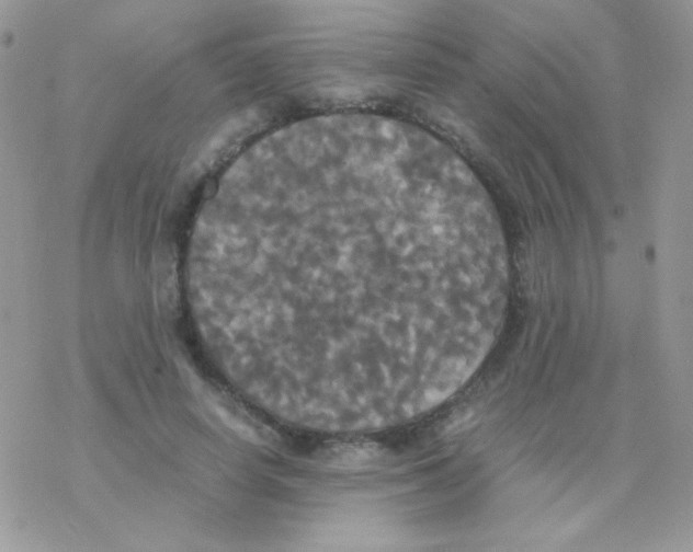 X0000077360642200611171924