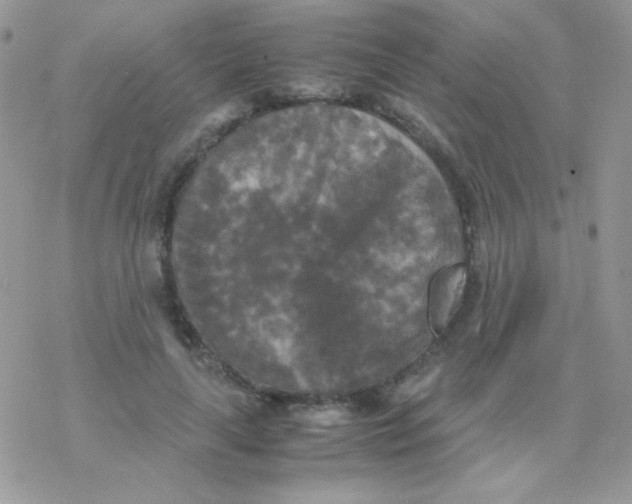 X0000077360643200611171924