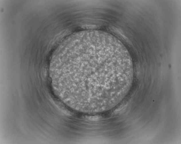 X0000077360645200611171924