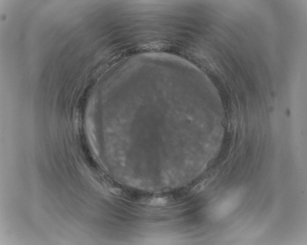 X0000077360647200611171924