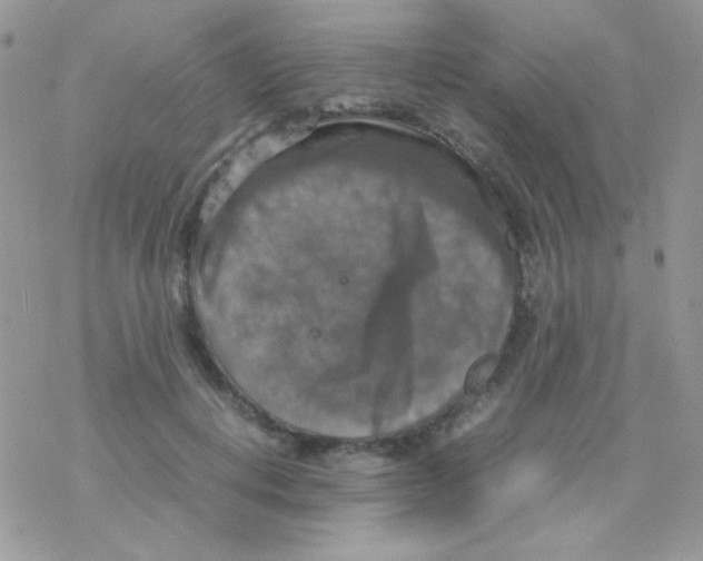 X0000077360648200611171924