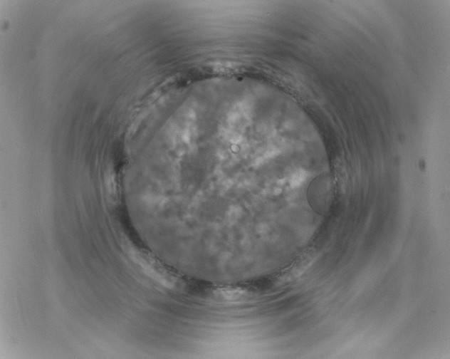 X0000077360650200611171924